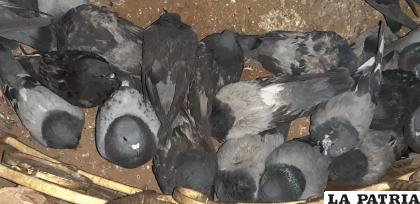 Las palomas de la Plaza están enfermas y condenadas a morir si no se hace nada /LA PATRIA