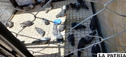 Varias de las aves ya están mejor de salud /DSA
