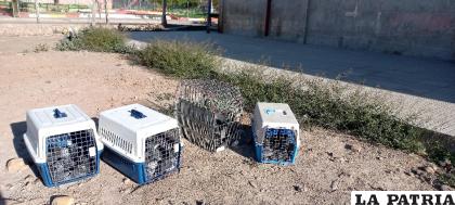 Trasladaron a las palomas hasta el distrito cuatro /DSA
