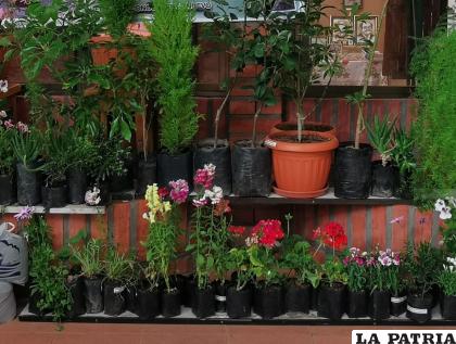 Plantines para adoptar, una iniciativa para la forestación /LA PATRIA