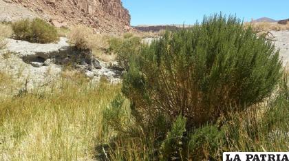 La tola está en el altiplano boliviano /PLANTAS MEDICINALES