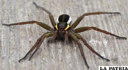 Este tipo de arañas tienen capacidades diferentes al resto de sus especies /Naturalist Ecuador