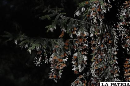 Mariposas monarca cuelgan de las ramas de su territorio invernal en el Santuario El Rosario /AP Foto/Rebecca 
Blackwell, archivo