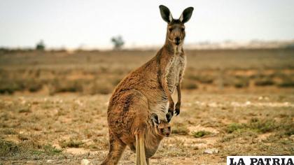 Los canguros inmediatamente se identifican con Australia /RRSS