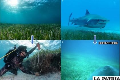 Trabajo que hicieron los buzos y el rol que desempeñaron los tiburones en el sur del Gran Banco de las Bahamas /Cristina Mittermeier -Austin Gallagher