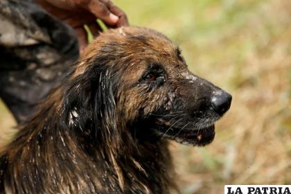 Existen maneras de evitar que los perros coman sus propias heces
 /Reuters