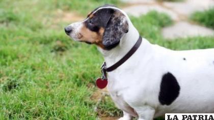 Hay cosas que es importante aprender si tu perro ya está en una edad madura /Getty Images