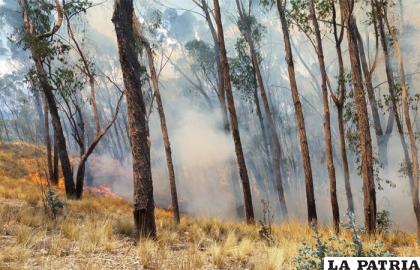 Incendios afectan la flora y fauna del Bosquecillo / AMUN