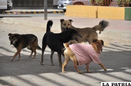 Los grupos de canes en la calle son habituales en Oruro y sus provincias /LA PATRIA
