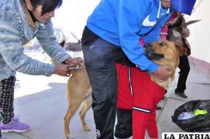 Al adquirir una mascota el dueño tiene responsabilidades /LA PATRIA