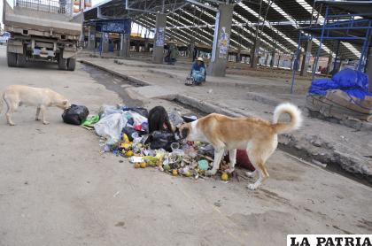 Los animales que son abandonados suelen perder contacto humano y se convierten en perros asilvestrados /LA PATRIA