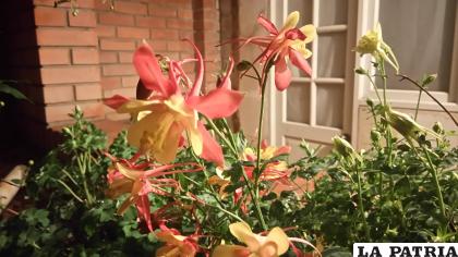 Muchas plantas que resisten el clima y terreno de Oruro tienen hermosas flores. / LA PATRIA