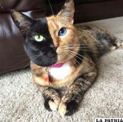La singularidad de las manchas puede ser muy llamativo en esta raza de gatos / RRSS