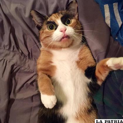 En otros casos puede asustar a las personas, la perspectiva que le dan las manchas  a los gatos calicó / RRSS
