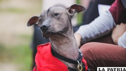 El Xoloitzcuintle es sin duda una de las razas de perro más famosas que tiene México /Getty Images