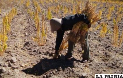 Están esperanzados que las lluvias sean más frecuentes en las siguientes semanas / REFERENCIAL