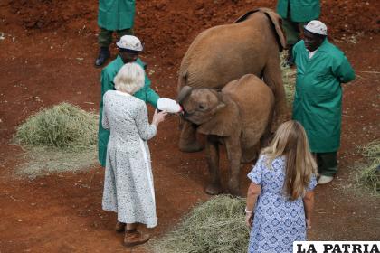 La reina Camila en un refugio de animales maltratados /EFE