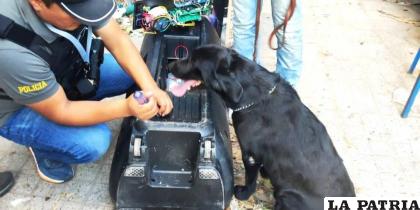 El can de la división K9 de la Felcn encontró marihuana en un parlante registrado como encomienda para Brasil /Felcn