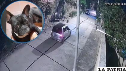 Momento en que el animal fue raptado /Captura