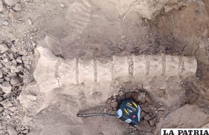 Columna ósea de perezoso gigante /Erbol