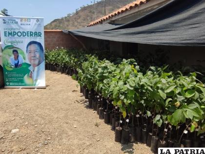 Entrega de más de 2 mil plantines de chirimoya para mejorar rendimiento de cultivos /Ministerio de Desarrollo Rural