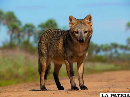 Recientemente se conoció la noticia de la cruza entre un perro y un zorro pampeano, en Brasil /Retratos Parques Nacionales