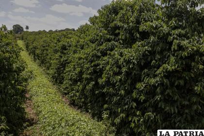 Plantas de cobertura junto a cultivos de café para evitar la evaporación / EFE 
/ Sebastião Moreira
