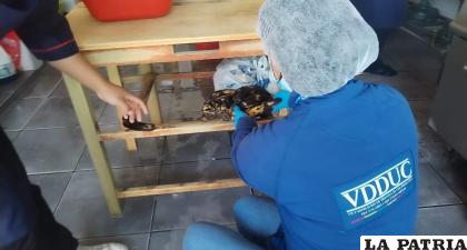 Encuentran alimentos en estado de descomposición /VDDUC
