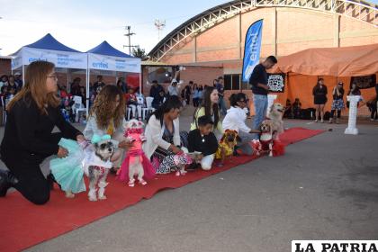 Las mascotas participaron debidamente ataviadas /LA PATRIA
