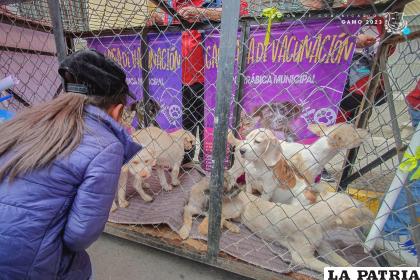 Cemzoor promueve la adopción responsable 
/GAMO