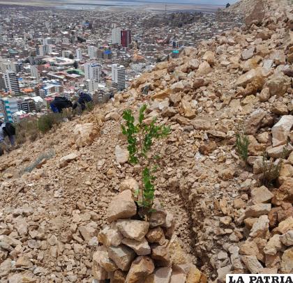 Uno de los tantos arbolitos plantados en el cerro Pie de Gallo /LA PATRIA
