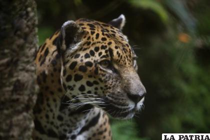 Detalle del rostro de un jaguar en el Parque de la Conservación, en Medellín (Colombia) / EFE

