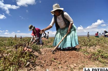 La agricultura de las familias y tradicional debe ser impulsada /sce.bo