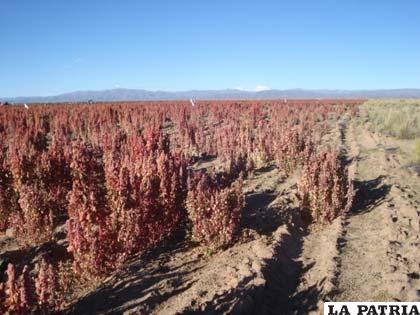 En Oruro se lo cultiva en forma completamente orgánica