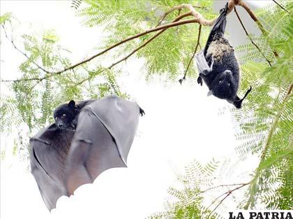 Doce personas han muerto en Ecuador por un brote de rabia producido por la mordedura de murciélagos