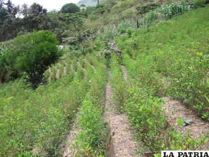 Preocupa a la Unodc el crecimiento de plantaciones de coca en Bolivia