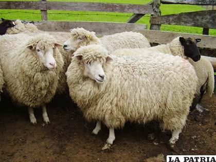 En Oruro, la población ovina es diversificada