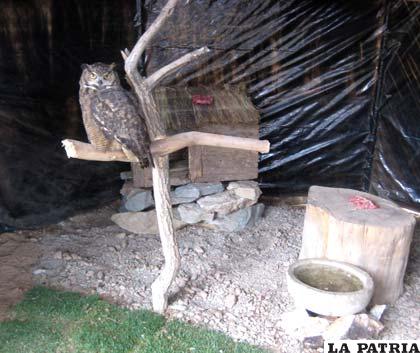 Los búhos del Zoológico ahora tiene nuevos y más cómodos ambientes