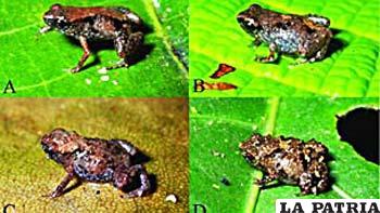 Cuatro ejemplares de Paedophryne dekot (A yB) y P. verrucosa (C y D), que miden cerca de 8 mms. Foto: Fred Kraus