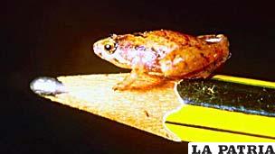 Esta rana diminuta de Borneo, Microhyla nepenthicola, fue descubierta en 2010 y mide unos 10 mms. Foto: © Indraneil Das/Instituto de Biodiversidad y Conservación Ambienta
