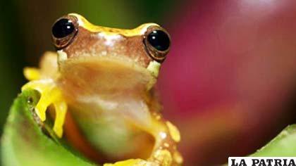 Una de cada tres especies de anfibios está en peligro de extinción. Foto: Angle Fitor/SPL