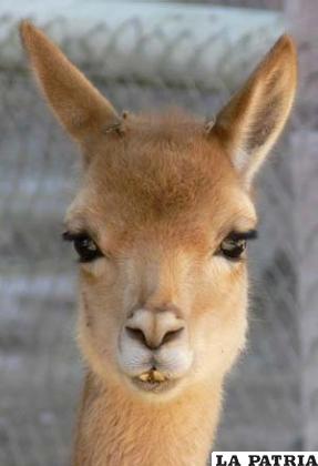 La fibra de este noble animal es cotizada en los mercados europeos a buenos precios