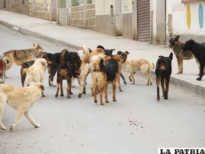 Las jaurías de perros vagabundos ocasionan incremento de rabia canina