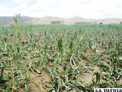 Casi devastados los cultivos de cebolla en Socamani