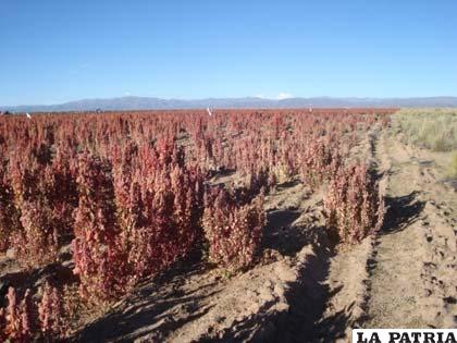 En el 2011 producción del “grano de oro” se incrementó de forma favorable