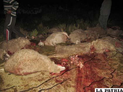 El 29 de marzo más de medio centenar de ovejas mueren atropelladas en Vito