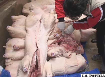 Carne de cerdo debe ser trasladada bajo parámetros de sanidad