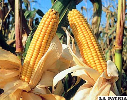 Producción de maíz en Bolivia pretende ser mejorada /estrategiaydesarrollo.wordpress.com