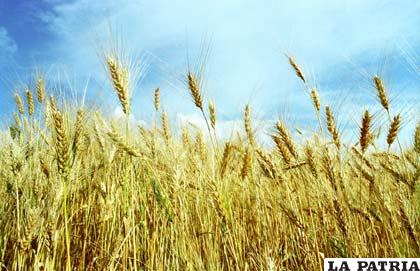 Se reportan pérdidas en la producción de trigo (AGRONIAU)