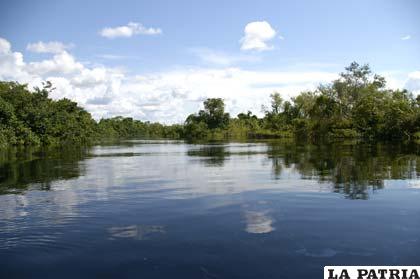 Fauna y flora afectada por las intensas lluvias en los ríos del departamento amazónico